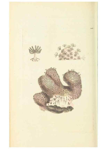 Reproducción/Reproduction 30657338001: The naturalist's miscellany, or Coloured figures of natural objects. London :Printed for Nodder & Co.,1789-1813