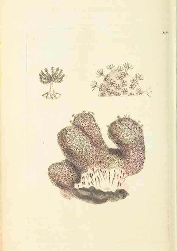 Reproducción/Reproduction 30657338001: The naturalist's miscellany, or Coloured figures of natural objects. London :Printed for Nodder & Co.,1789-1813