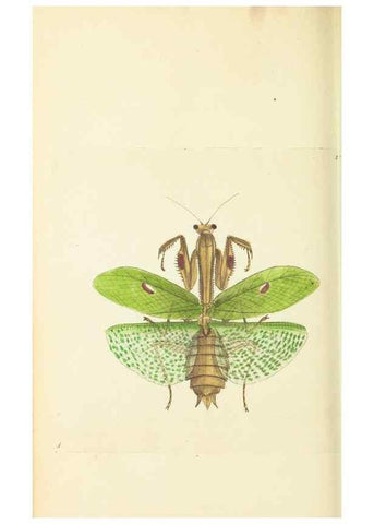 Reproducción/Reproduction 30657340311: The naturalist's miscellany, or Coloured figures of natural objects. London :Printed for Nodder & Co.,1789-1813