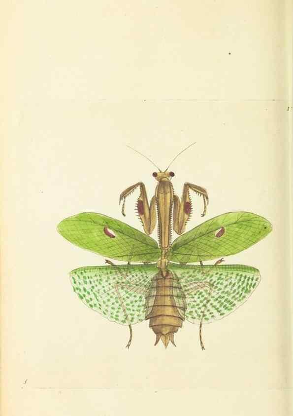 Reproducción/Reproduction 30657340311: The naturalist's miscellany, or Coloured figures of natural objects. London :Printed for Nodder & Co.,1789-1813