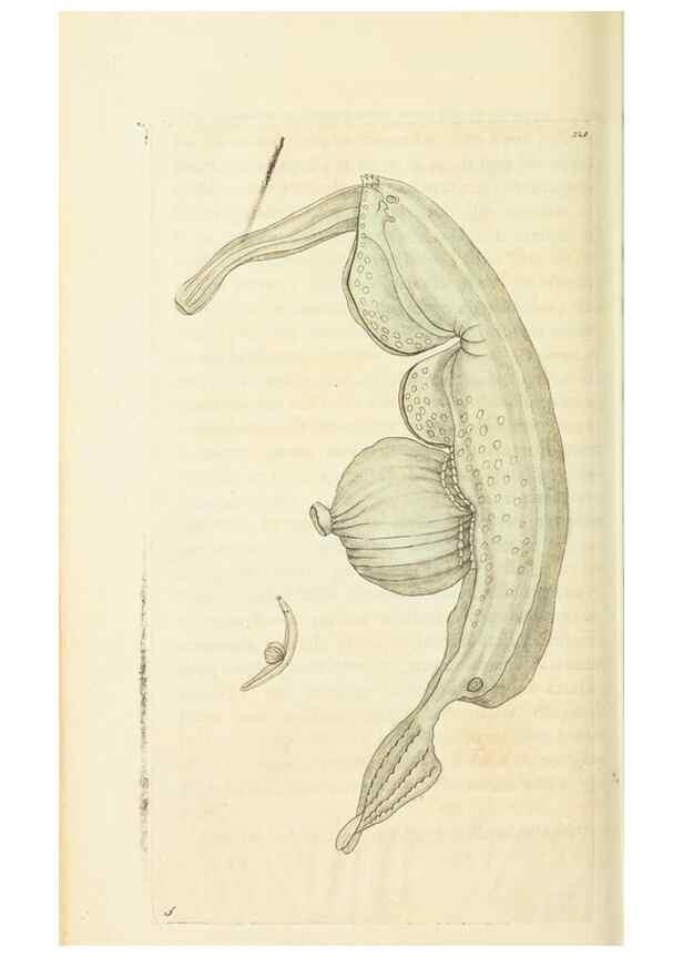 Reproducción/Reproduction 30657342911: The naturalist's miscellany, or Coloured figures of natural objects. London :Printed for Nodder & Co.,1789-1813
