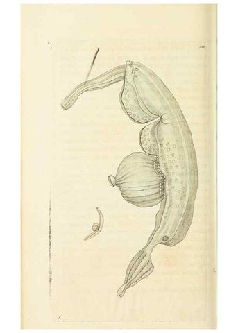 Reproducción/Reproduction 30657342911: The naturalist's miscellany, or Coloured figures of natural objects. London :Printed for Nodder & Co.,1789-1813