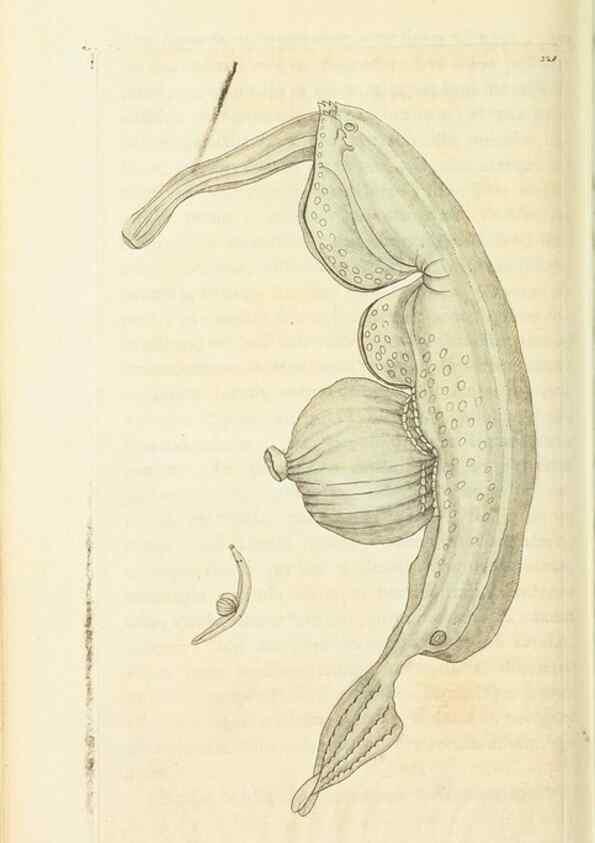 Reproducción/Reproduction 30657342911: The naturalist's miscellany, or Coloured figures of natural objects. London :Printed for Nodder & Co.,1789-1813