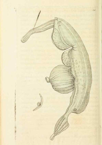 Reproducción/Reproduction 30657342911: The naturalist's miscellany, or Coloured figures of natural objects. London :Printed for Nodder & Co.,1789-1813