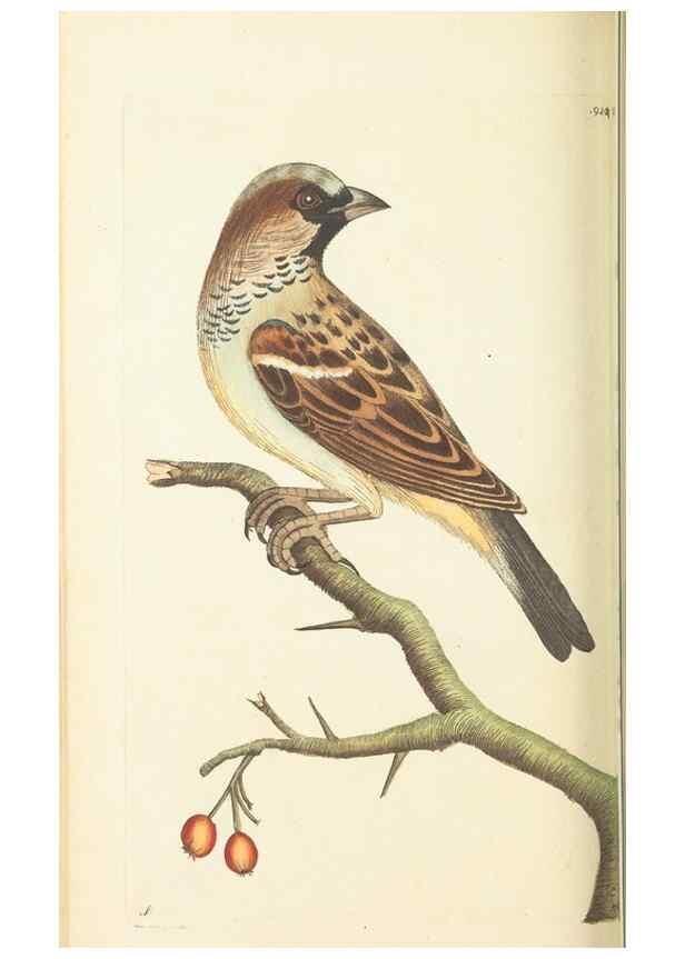 Reproducción/Reproduction 30110138133: The naturalist's miscellany, or Coloured figures of natural objects. London :Printed for Nodder & Co.,1789-1813