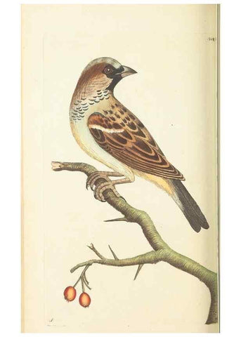Reproducción/Reproduction 30110138133: The naturalist's miscellany, or Coloured figures of natural objects. London :Printed for Nodder & Co.,1789-1813