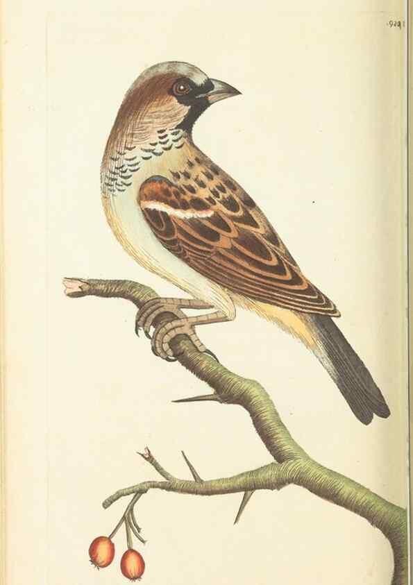 Reproducción/Reproduction 30110138133: The naturalist's miscellany, or Coloured figures of natural objects. London :Printed for Nodder & Co.,1789-1813