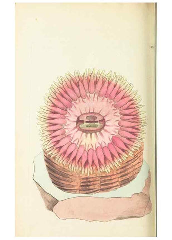 Reproducción/Reproduction 30708725536: The naturalist's miscellany, or Coloured figures of natural objects. London :Printed for Nodder & Co.,1789-1813