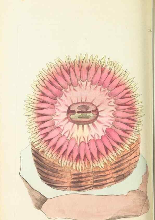 Reproducción/Reproduction 30708725536: The naturalist's miscellany, or Coloured figures of natural objects. London :Printed for Nodder & Co.,1789-1813