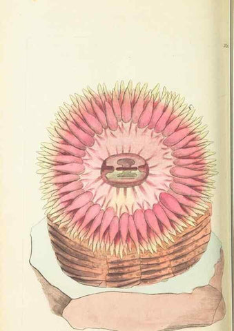 Reproducción/Reproduction 30708725536: The naturalist's miscellany, or Coloured figures of natural objects. London :Printed for Nodder & Co.,1789-1813