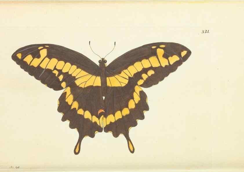 Reproducción/Reproduction 30708728266: The naturalist's miscellany, or Coloured figures of natural objects. London :Printed for Nodder & Co.,1789-1813