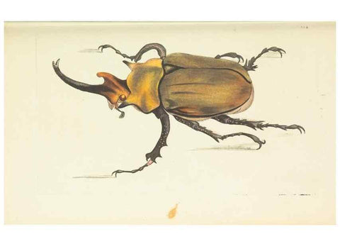 Reproducción/Reproduction 30708731026: The naturalist's miscellany, or Coloured figures of natural objects. London :Printed for Nodder & Co.,1789-1813