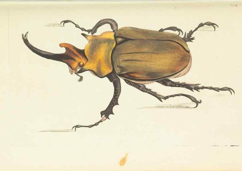 Reproducción/Reproduction 30708731026: The naturalist's miscellany, or Coloured figures of natural objects. London :Printed for Nodder & Co.,1789-1813