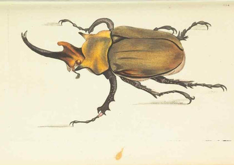 Reproducción/Reproduction 30708731026: The naturalist's miscellany, or Coloured figures of natural objects. London :Printed for Nodder & Co.,1789-1813