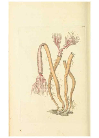 Reproducción/Reproduction 30657333301: The naturalist's miscellany, or Coloured figures of natural objects. London :Printed for Nodder & Co.,1789-1813