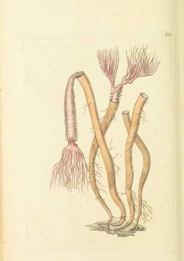Reproducción/Reproduction 30657333301: The naturalist's miscellany, or Coloured figures of natural objects. London :Printed for Nodder & Co.,1789-1813