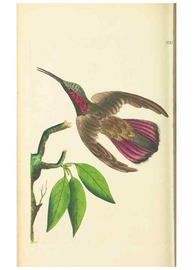 Reproducción/Reproduction 30708733406: The naturalist's miscellany, or Coloured figures of natural objects. London :Printed for Nodder & Co.,1789-1813