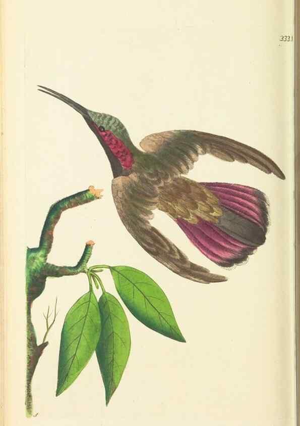 Reproducción/Reproduction 30708733406: The naturalist's miscellany, or Coloured figures of natural objects. London :Printed for Nodder & Co.,1789-1813