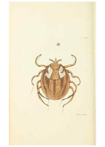Reproducción/Reproduction 30708738816: The naturalist's miscellany, or Coloured figures of natural objects. London :Printed for Nodder & Co.,1789-1813