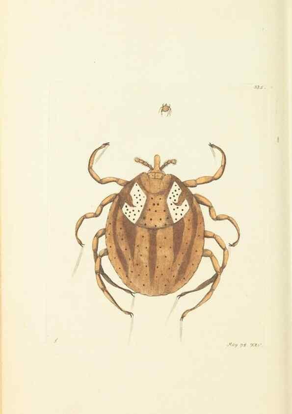 Reproducción/Reproduction 30708738816: The naturalist's miscellany, or Coloured figures of natural objects. London :Printed for Nodder & Co.,1789-1813