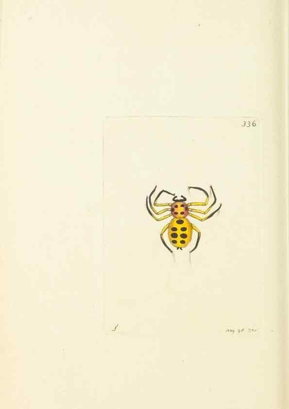 Reproducción/Reproduction 30708741186: The naturalist's miscellany, or Coloured figures of natural objects. London :Printed for Nodder & Co.,1789-1813