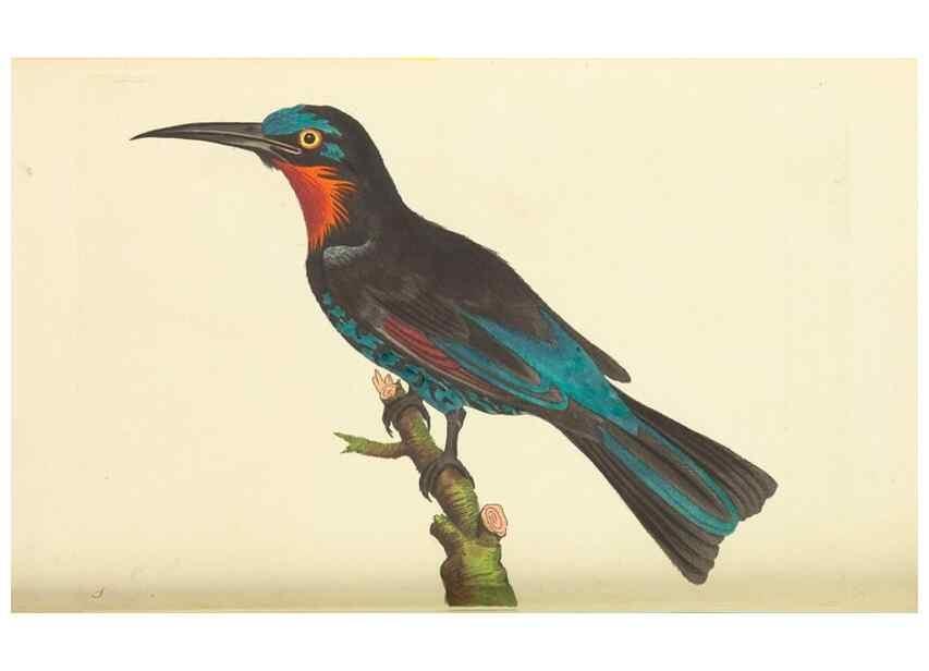 Reproducción/Reproduction 30110147783: The naturalist's miscellany, or Coloured figures of natural objects. London :Printed for Nodder & Co.,1789-1813