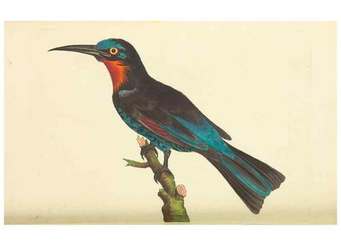 Reproducción/Reproduction 30110147783: The naturalist's miscellany, or Coloured figures of natural objects. London :Printed for Nodder & Co.,1789-1813