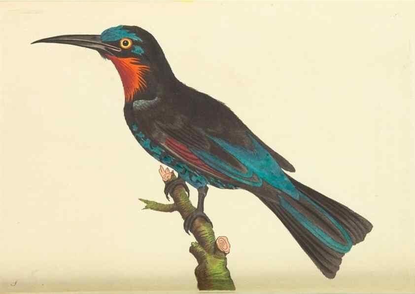 Reproducción/Reproduction 30110147783: The naturalist's miscellany, or Coloured figures of natural objects. London :Printed for Nodder & Co.,1789-1813