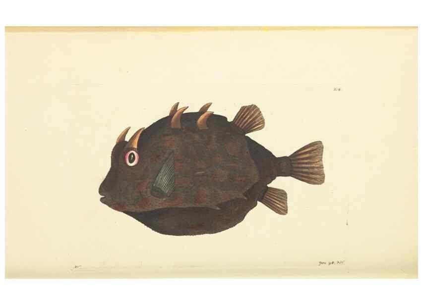 Reproducción/Reproduction 30657366401: The naturalist's miscellany, or Coloured figures of natural objects. London :Printed for Nodder & Co.,1789-1813