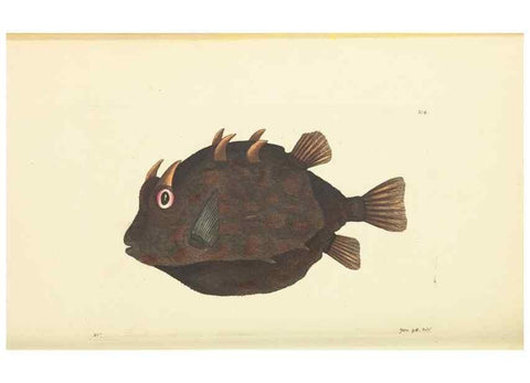 Reproducción/Reproduction 30657366401: The naturalist's miscellany, or Coloured figures of natural objects. London :Printed for Nodder & Co.,1789-1813