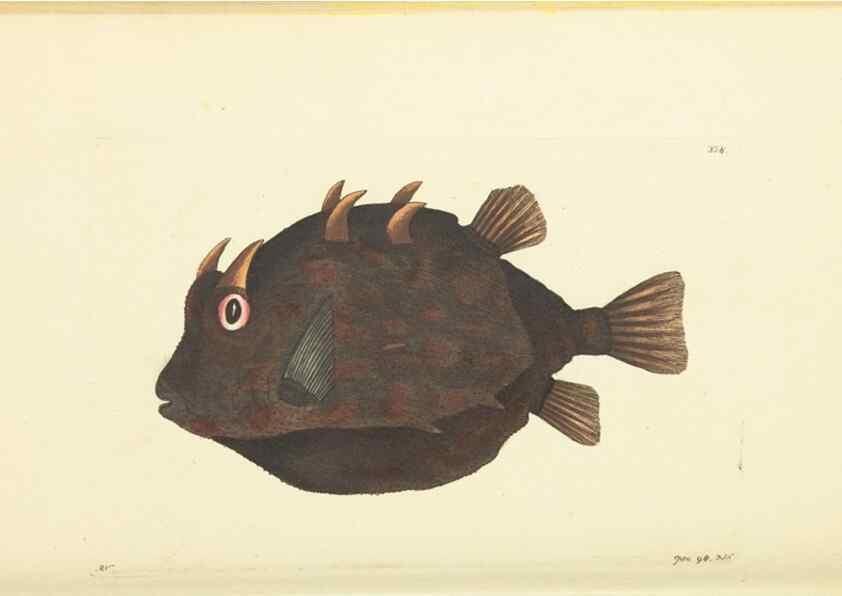 Reproducción/Reproduction 30657366401: The naturalist's miscellany, or Coloured figures of natural objects. London :Printed for Nodder & Co.,1789-1813