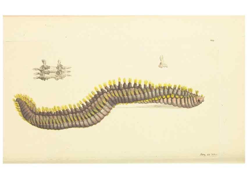 Reproducción/Reproduction 30113390804: The naturalist's miscellany, or Coloured figures of natural objects. London :Printed for Nodder & Co.,1789-1813