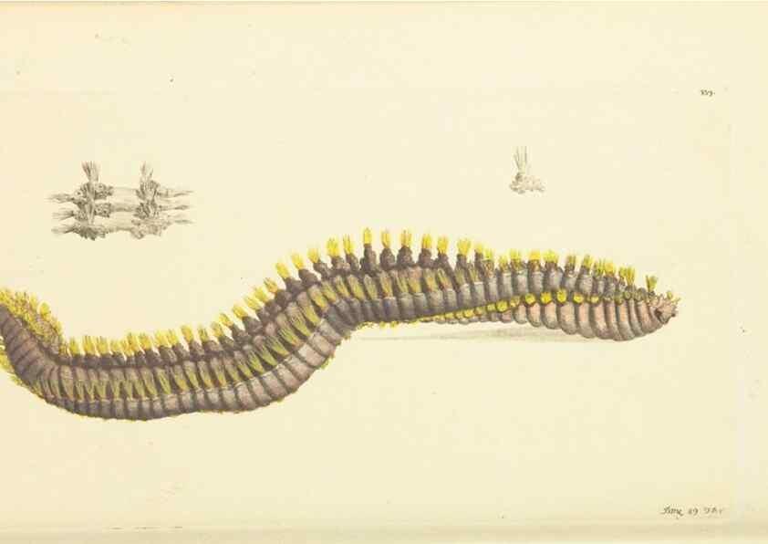Reproducción/Reproduction 30113390804: The naturalist's miscellany, or Coloured figures of natural objects. London :Printed for Nodder & Co.,1789-1813