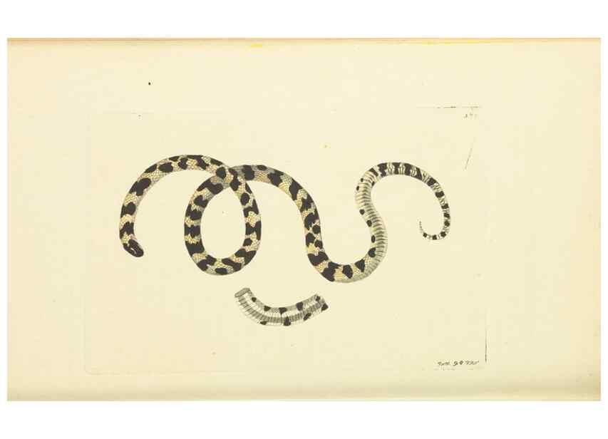 Reproducción/Reproduction 30113392454: The naturalist's miscellany, or Coloured figures of natural objects. London :Printed for Nodder & Co.,1789-1813