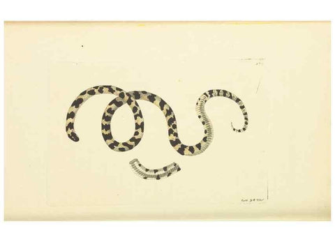 Reproducción/Reproduction 30113392454: The naturalist's miscellany, or Coloured figures of natural objects. London :Printed for Nodder & Co.,1789-1813