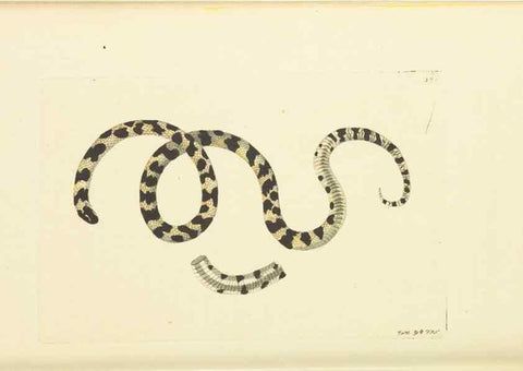 Reproducción/Reproduction 30113392454: The naturalist's miscellany, or Coloured figures of natural objects. London :Printed for Nodder & Co.,1789-1813