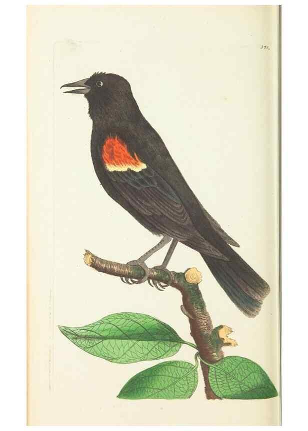 Reproducción/Reproduction 30113394514: The naturalist's miscellany, or Coloured figures of natural objects. London :Printed for Nodder & Co.,1789-1813