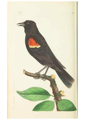 Reproducción/Reproduction 30113394514: The naturalist's miscellany, or Coloured figures of natural objects. London :Printed for Nodder & Co.,1789-1813
