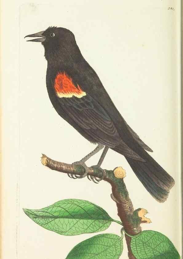 Reproducción/Reproduction 30113394514: The naturalist's miscellany, or Coloured figures of natural objects. London :Printed for Nodder & Co.,1789-1813