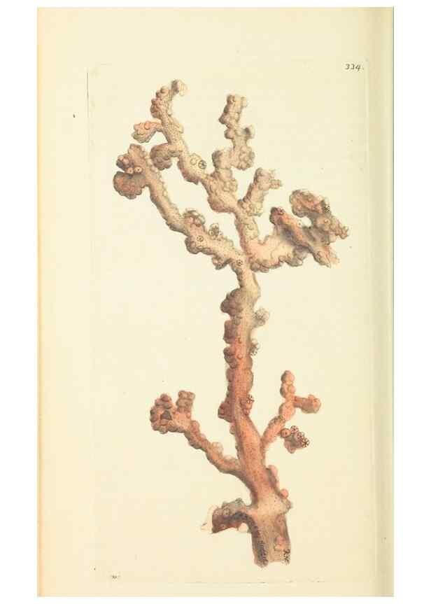 Reproducción/Reproduction 30708736036: The naturalist's miscellany, or Coloured figures of natural objects. London :Printed for Nodder & Co.,1789-1813