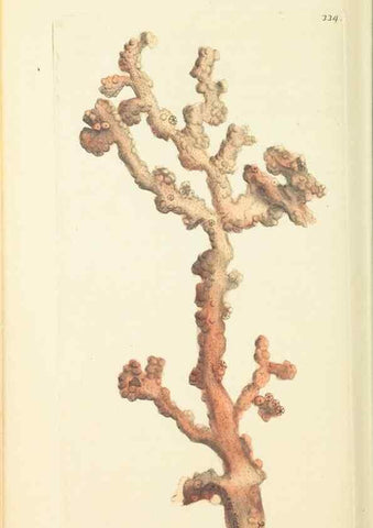 Reproducción/Reproduction 30708736036: The naturalist's miscellany, or Coloured figures of natural objects. London :Printed for Nodder & Co.,1789-1813