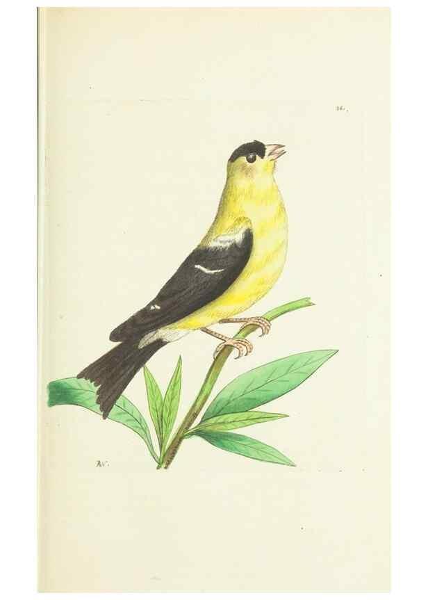 Reproducción/Reproduction 30675941441: The naturalist's miscellany, or Coloured figures of natural objects. London :Printed for Nodder & Co.,1789-1813