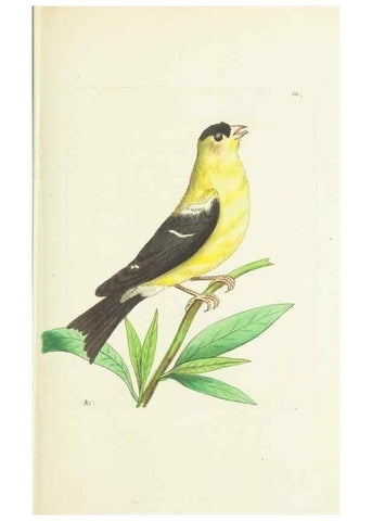 Reproducción/Reproduction 30675941441: The naturalist's miscellany, or Coloured figures of natural objects. London :Printed for Nodder & Co.,1789-1813