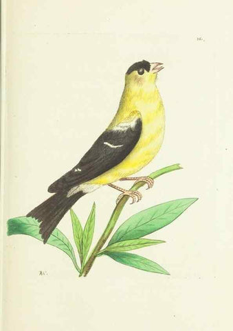 Reproducción/Reproduction 30675941441: The naturalist's miscellany, or Coloured figures of natural objects. London :Printed for Nodder & Co.,1789-1813