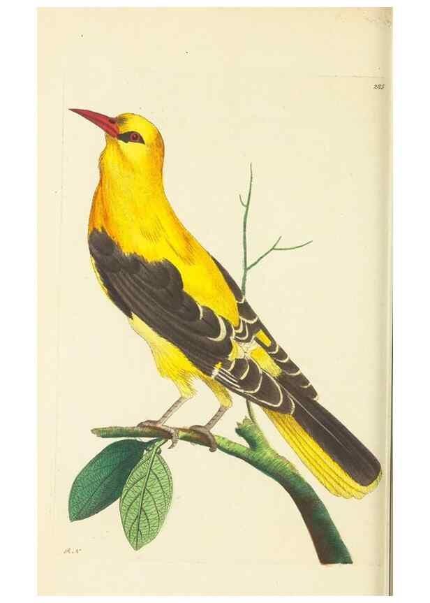 Reproducción/Reproduction 30109172783: The naturalist's miscellany, or Coloured figures of natural objects. London :Printed for Nodder & Co.,1789-1813