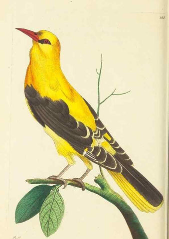 Reproducción/Reproduction 30109172783: The naturalist's miscellany, or Coloured figures of natural objects. London :Printed for Nodder & Co.,1789-1813