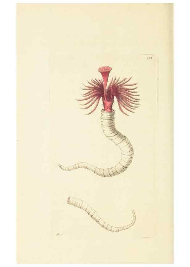 Reproducción/Reproduction 30112415524: The naturalist's miscellany, or Coloured figures of natural objects. London :Printed for Nodder & Co.,1789-1813