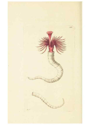 Reproducción/Reproduction 30112415524: The naturalist's miscellany, or Coloured figures of natural objects. London :Printed for Nodder & Co.,1789-1813