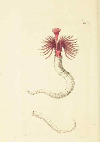 Reproducción/Reproduction 30112415524: The naturalist's miscellany, or Coloured figures of natural objects. London :Printed for Nodder & Co.,1789-1813