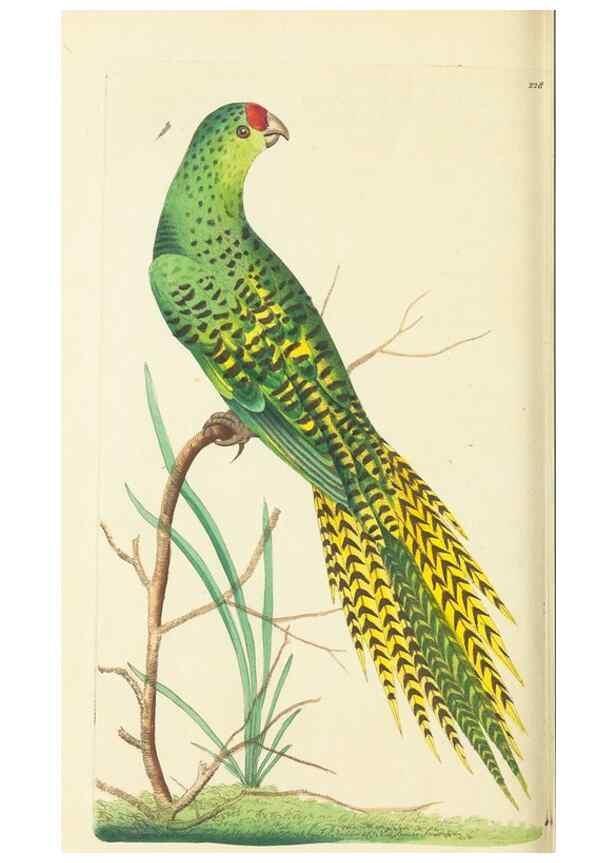 Reproducción/Reproduction 30743177505: The naturalist's miscellany, or Coloured figures of natural objects. London :Printed for Nodder & Co.,1789-1813